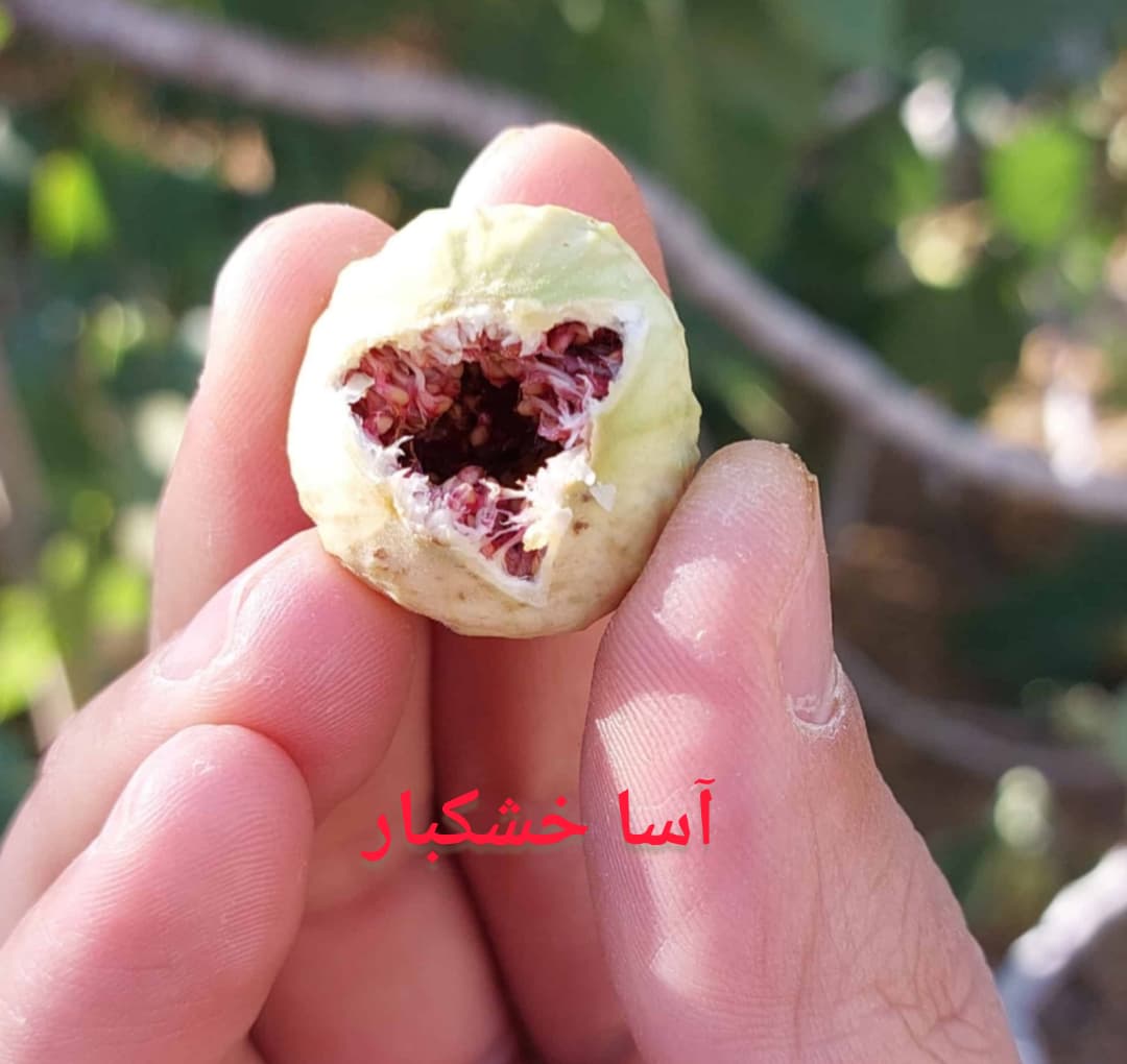 توزیع و پخش انجیر خشک فارس